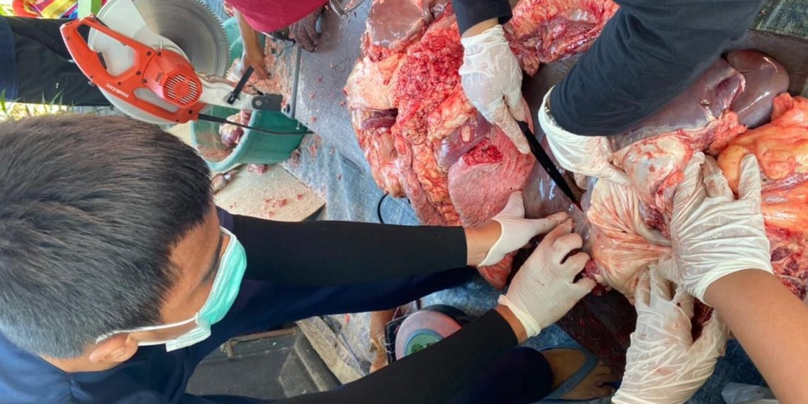 Cegah PMK, FKH UB Terjunkan Mahasiswa ke 103 Titik Pemotongan Hewan